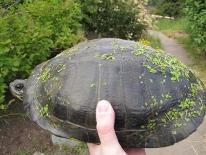 turtle at Swan Lake