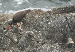 black oystercatcher and chick