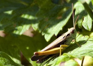 Common Green Grasshopper