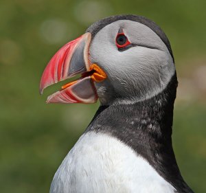 Puffin