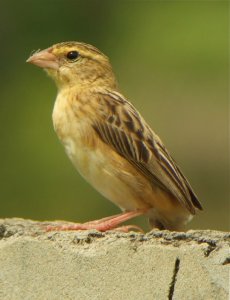 Northern Red Bishop