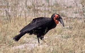 Southern Ground-Hornbill