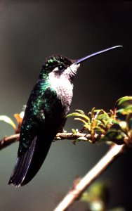 Magnificent Hummingbird