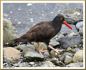 Black Oystercatcher