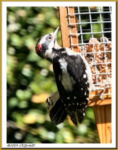 Downy Woodpecker