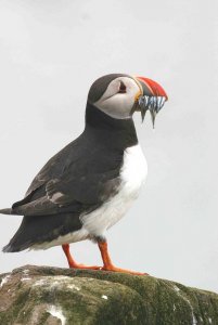 Puffin With Sand eels