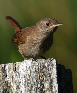 Wren the Good Light Shines...