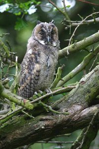 Juvenile Long Eared Owl