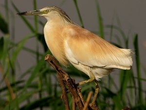 Squacco Heron