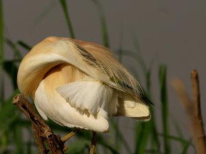 Squacco Heron