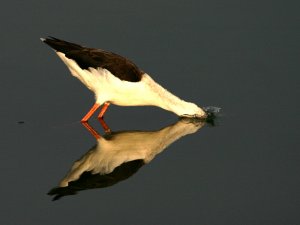 Black Winged Stilt