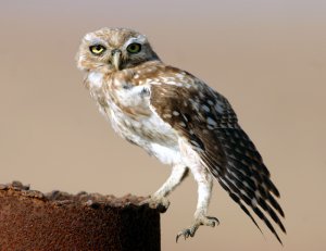 Little Owl