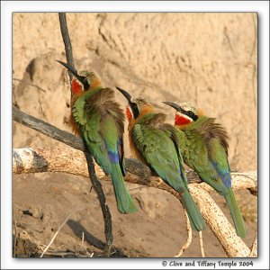 White-fronted Bee-eaters.