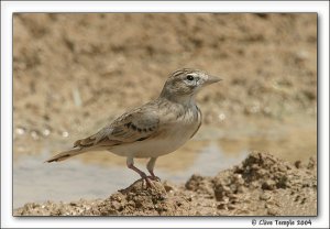 Short-toed Lark