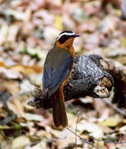 HEUGLIN'S ROBIN