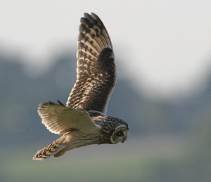 Short-eared Owl