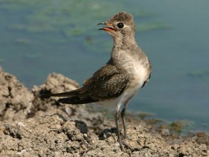 Collared Pratincole