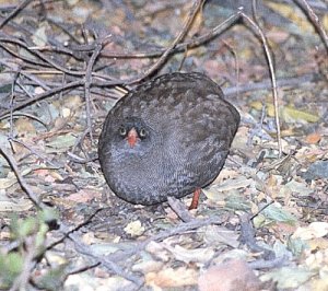 Red-Billed Francolin