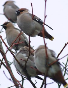 Waxwings at PC World