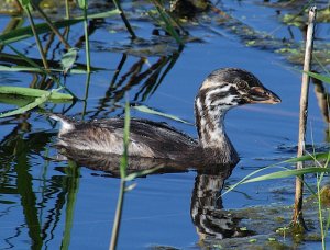 Grebe Portrait