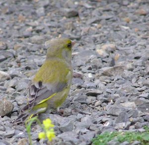 Greenfinch