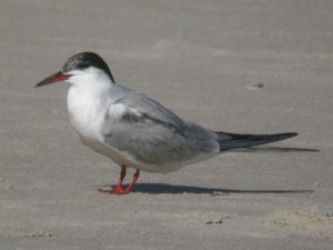 Common Tern