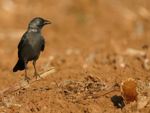 Jackdaw