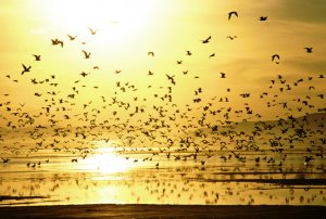 Great Salt Lake Gulls