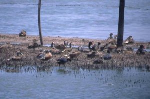 Ducks in the Pampas