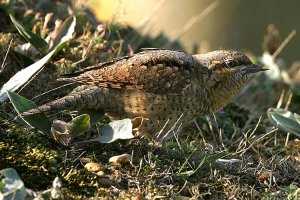 Wryneck