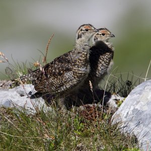 Ptarmigan 3