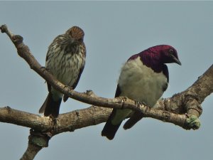 violet-backed starling