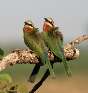 Whitefronted Bee-eater