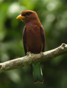 Broad-billed Roller