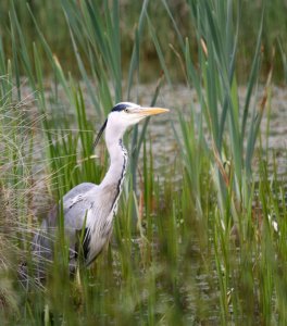 Grey Heron