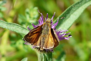 Large Skipper