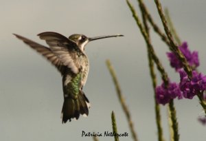 Plain-capped starthroat hummingbird, male