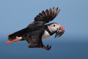 Puffin in flight