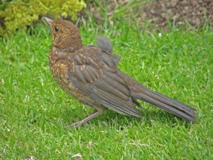 Baby blackbird