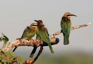 Whitefronted Bee-Eater