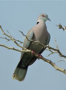 African Mourning Dove