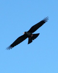 Chough