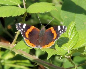 Red Admiral