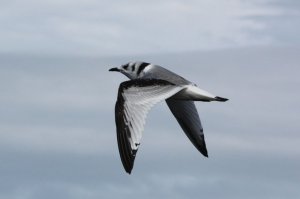 Kittiwake