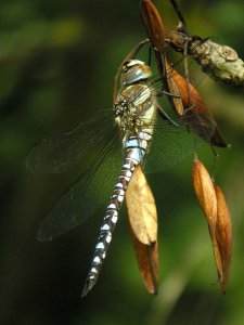 Migrant Hawker