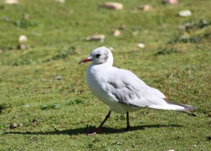 Black-Headed Gull