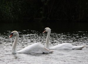 Mute Swan Pair