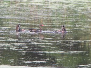 Black-bellied Whistling Ducks