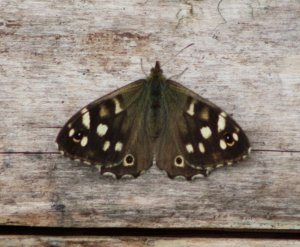 Speckled Wood