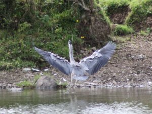 Grey Heron take-off